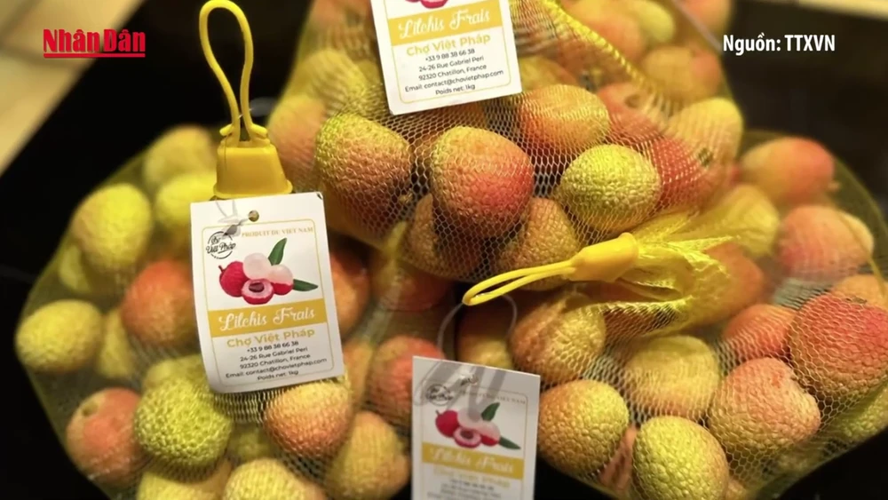 [Video] Vải thiều Việt Nam mùa 2025 "cập bến" thị trường Pháp