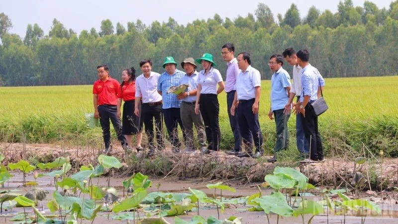 Cán bộ kỹ thuật, tư vấn và hộ nông dân xuống tận ruộng sen xem tình hình dịch bệnh cây sen. (Ảnh: PV)