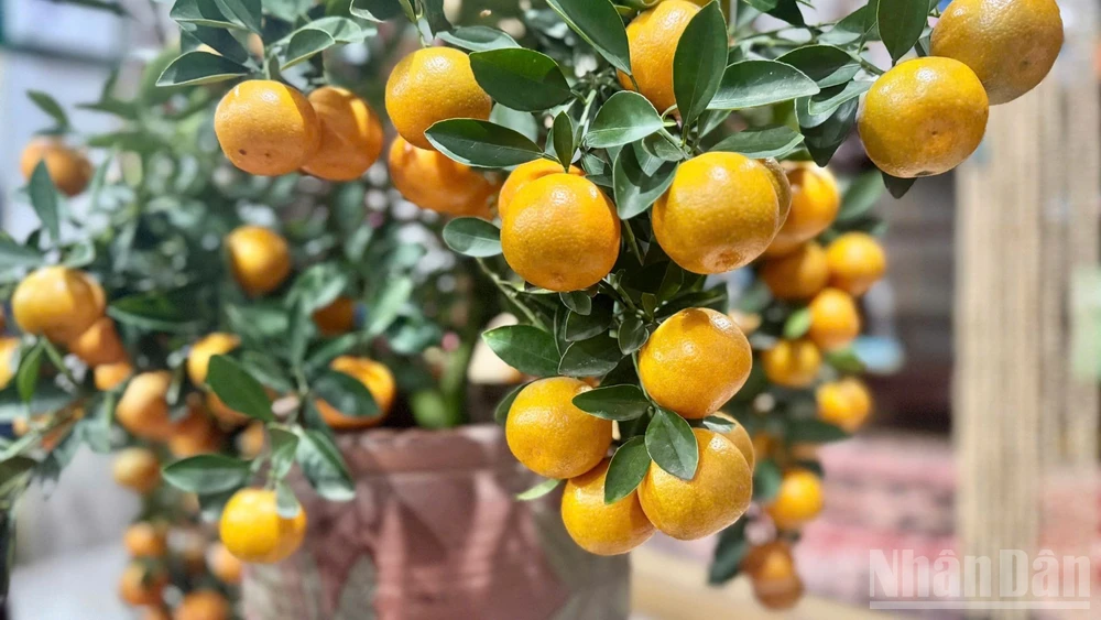 Cận cảnh những quả quất cảnh Tử Liên tròn, to đều và mọng. (Ảnh: HNV)