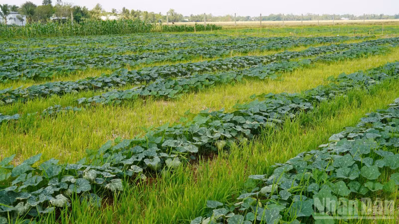 Ruộng lúa ở xã Tài Văn, thành phố Cần Thơ được chuyển sang trồng màu trong mùa khô. 