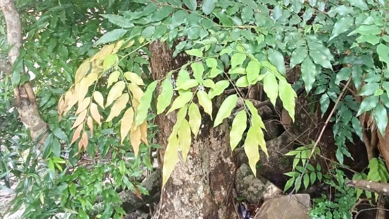 Cây Mán đĩa mọc rải rác trong rừng ở nhiều nơi trong tỉnh Quảng Trị.