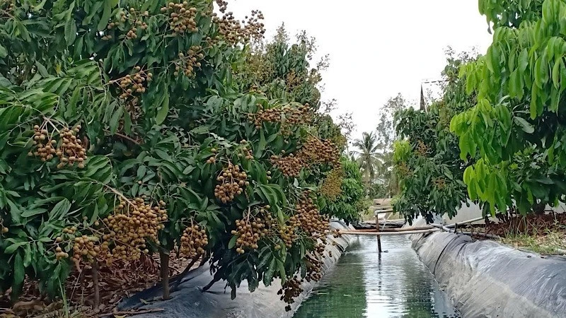 Nông dân Cần Thơ trữ nước ngọt trong vườn để tưới cho vườn cây ăn trái vào mùa khô.