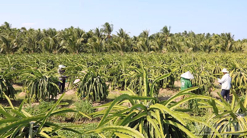 Nhà vườn xã Bình Phú, tỉnh Vĩnh Long chăm sóc thanh long ruột đỏ.