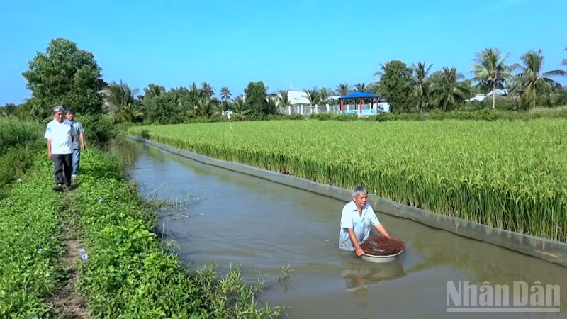 Mô hình canh tác lúa-tôm kết hợp tại Cà Mau không sử dụng hóa chất, thuốc bảo vệ thực vật, cho ra hạt thân thiện môi trường.