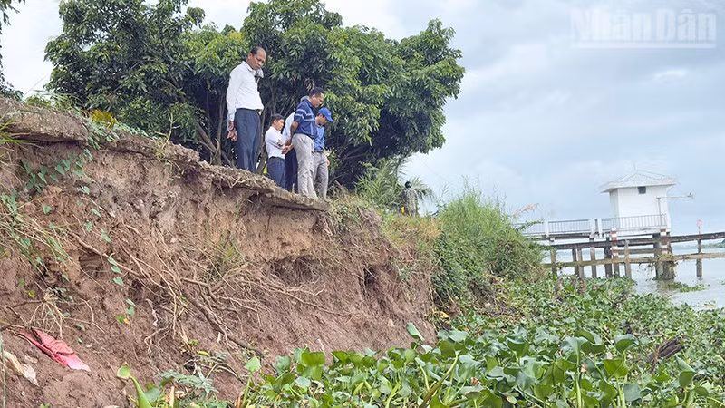 Đoạn sạt lở ăn sâu vào đường đan ở ấp Vàm Lịch, xã Cái Nhum. 