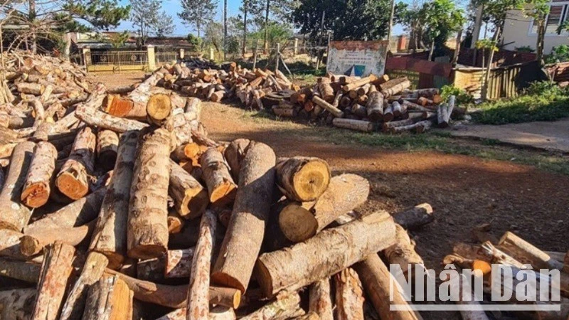 Tang vật vụ khai thác rừng trái phép bị lực lượng chức năng thu giữ, xử lý.