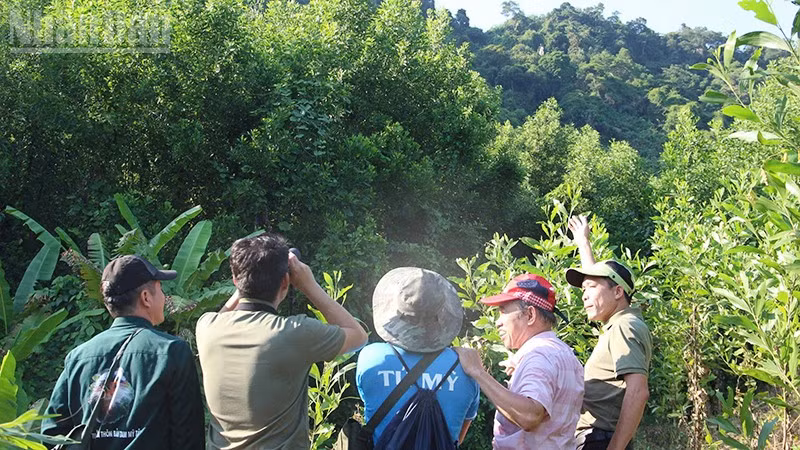 Khảo sát bảo vệ loài Chà vá chân xám tại xã Tam Mỹ (thành phố Đà Nẵng).