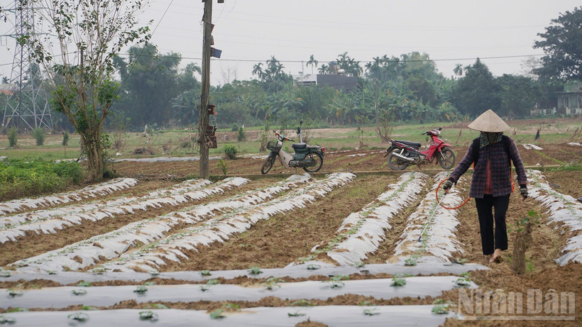 Jordbrukare i grönsaksbyn Bau Tron (kommunen Dai Loc) återplanterar grödor efter att översvämningen avtagit.