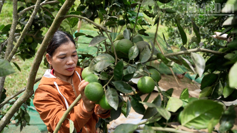 Chị Bnướch Thị Blắc bên vườn cam của mình. (Ảnh: Hiền Thúy).