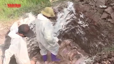 [Video] Phú Thọ: Tăng cường phòng, chống dịch tả lợn châu Phi 