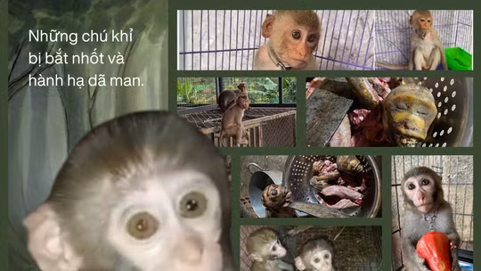 Thế giới ngầm từ "trại tù binh khỉ": Bài 1 - Cái chết của một "Tôn Ngộ Không"