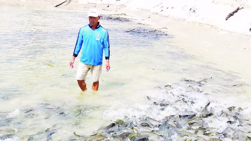 Người dân thôn Bắc Hòa, xã Cam Hồng, tỉnh Quảng Trị thu hoạch cá lóc trong ao cát.