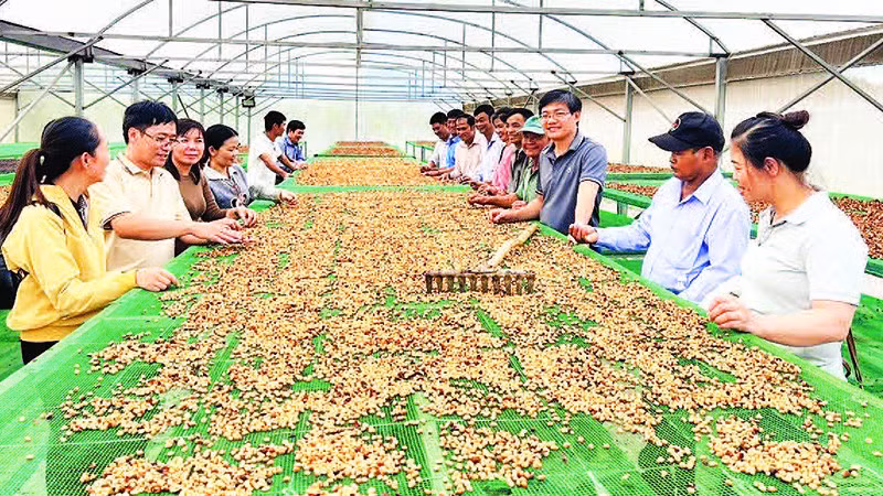 Chia sẻ việc liên kết từ khâu sản xuất đến thu hoạch, phơi sấy cà-phê hữu cơ tại một hợp tác xã ở Lâm Đồng.