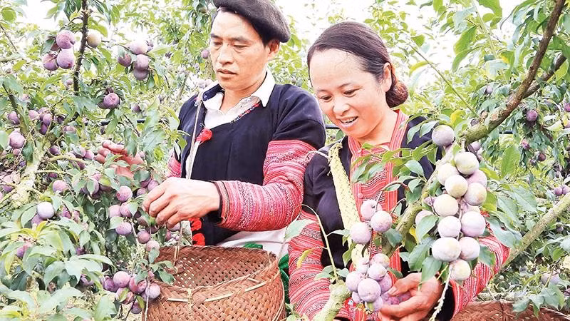 Người dân trồng mận xã Phiêng Khoài, tỉnh Sơn La thu hoạch mận hậu.