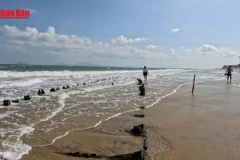 [Video] Đà Nẵng: Mục sở thị "báu vật" lộ diện trên biển An Bàng 