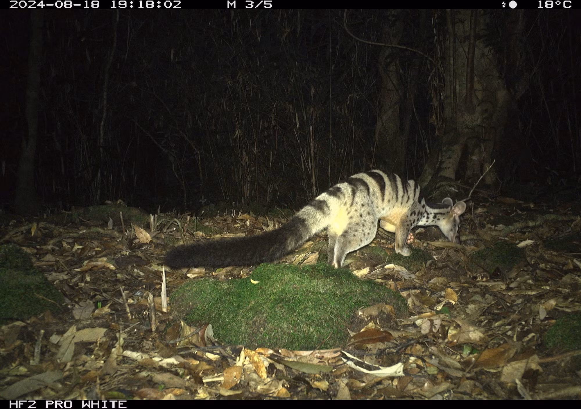 owstons-civet-cay-van.jpg