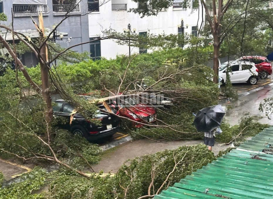 Cây đổ đè lên phương tiện ở thành phố Vinh cũ. Ảnh: THÀNH CHÂU