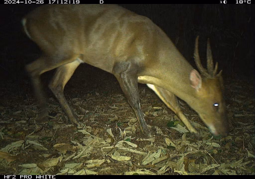 Loài mang lớn (Muntiacus vuquangensis) được ghi nhận từ 5 khu vực đặt bẫy ảnh. Ảnh: WWF-Việt Nam.