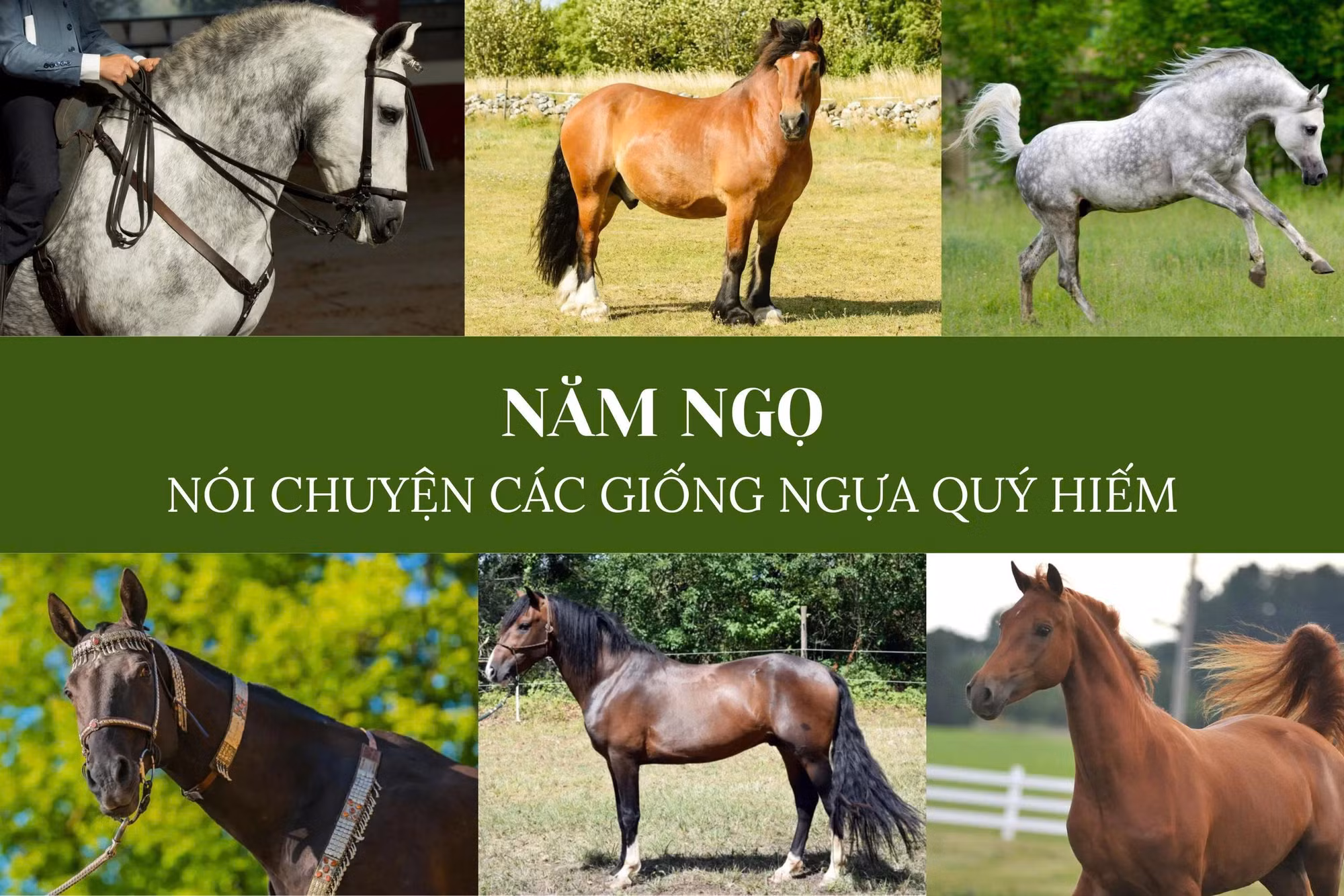 Năm ngọ nói chuyện các giống ngựa quý hiếm