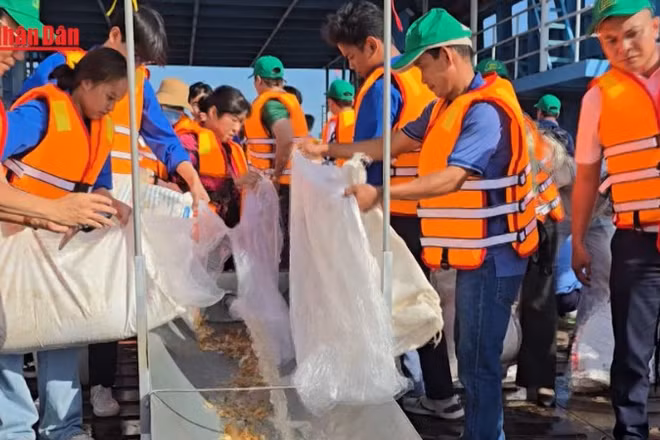 [Video] Thả hơn 200 nghìn con cá giống tái tạo nguồn lợi thuỷ sản