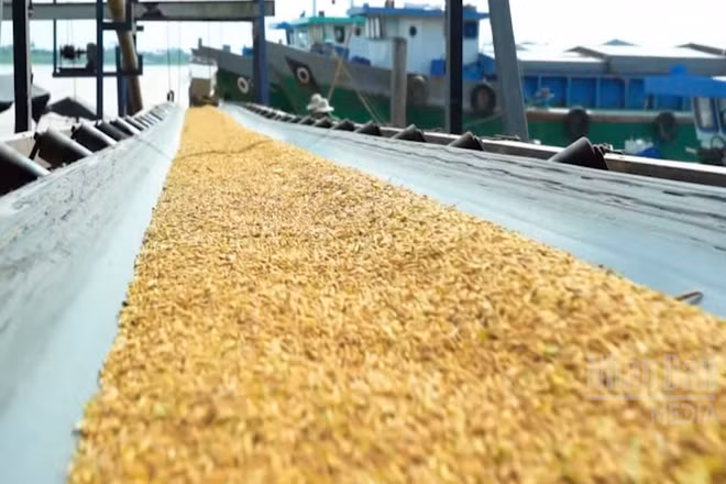 [Video] Gạo chất lượng cao, phát thải thấp – Trụ cột chiến lược năm 2026