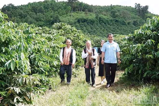 Đội ngũ già làng, trưởng thôn, người có uy tín trong đồng bào dân tộc thiểu số ở Quảng Ngãi thể hiện rõ vai trò cầu nối giữa cấp ủy, chính quyền với đồng bào các dân tộc, góp phần xây dựng hệ thống chính trị tại địa phương.
