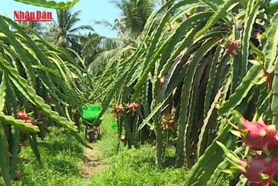 [Video} Triển khai các biện pháp bảo đảm sản xuất, xuất khẩu nông sản