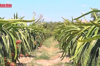 [Video] Tháo gỡ vướng mắc cho thanh long, hồ tiêu xuất khẩu
