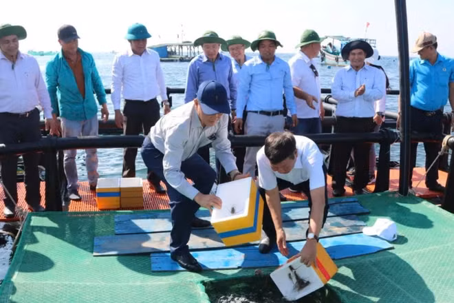 Thời gian qua, Viện III đã góp phần quan trọng thúc đẩy phát triển nuôi biển khu vực Nam Trung Bộ.