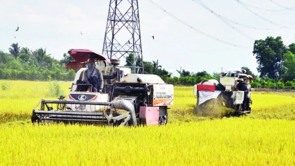 Giá nhiên liệu tăng cao, chi phí thu hoạch lúa cũng tăng theo và lợi nhuận của nông dân giảm xuống.