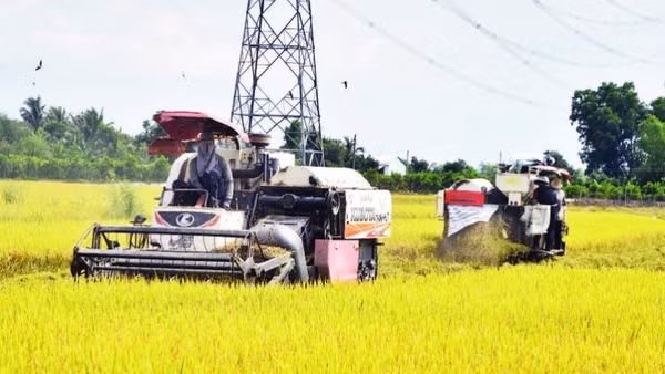 Giá nhiên liệu tăng cao, chi phí thu hoạch lúa cũng tăng theo và lợi nhuận của nông dân giảm xuống.