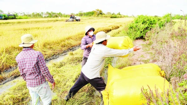 Nông dân xã Gia Thuận, tỉnh Đồng Tháp thu hoạch lúa đông xuân 2025-2026.