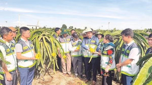Các sở, ngành hỗ trợ doanh nghiệp nghiên cứu phát triển giống mới của thanh long.