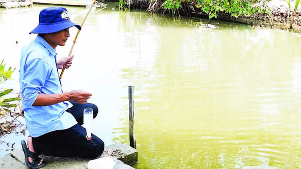 Thả chai nhựa xuống nước, người câu chỉ cần ngồi thong thả quan sát. Khi thấy dây cước căng hoặc chai rung bần bật là biết cá đã vào bẫy.