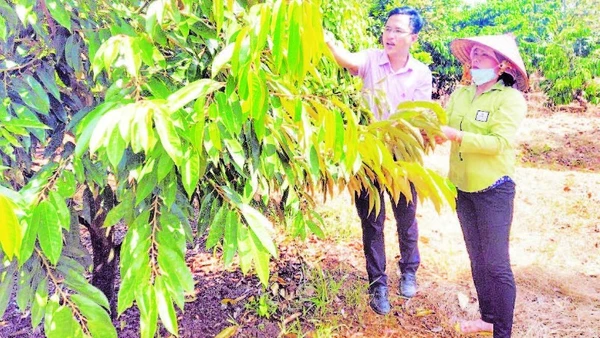 Chị Nguyễn Thị Thanh Tuyền ở thôn Đắk Nung, xã Đắk Nhau, tỉnh Đồng Nai chăm sóc vườn cây chị đầu tư từ nguồn vốn tín dụng chính sách.