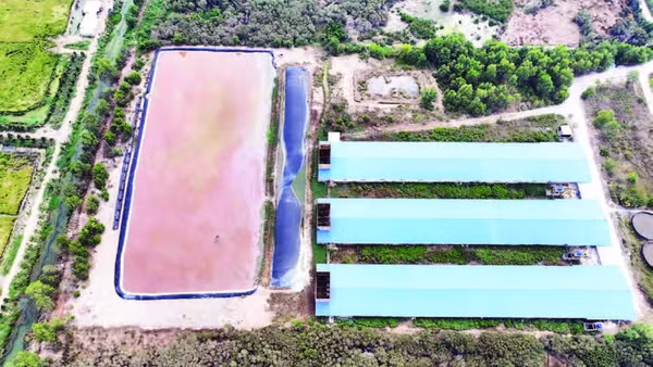 Trang trại nuôi heo gia công công nghiệp kín lạnh nhìn từ trên cao.