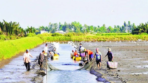 Nông dân An Giang thu hoạch tôm càng xanh.