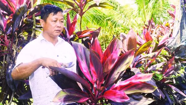 Ông Thanh có nguồn thu nhập cao, ổn định nhờ trồng cây bán lá cho các điểm cắm hoa.