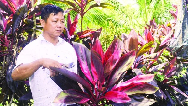 Ông Thanh có nguồn thu nhập cao, ổn định nhờ trồng cây bán lá cho các điểm cắm hoa.