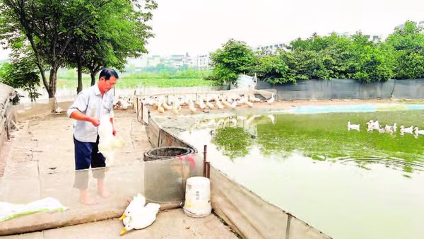 Để bảo đảm an toàn thực phẩm cần kiểm soát ngay từ khâu chăn nuôi.