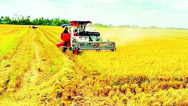 Nhiều hộ nông dân ở xã Vĩnh Mỹ (Cà Mau) khá lên nhờ liên kết làm ăn mô hình hợp tác xã.