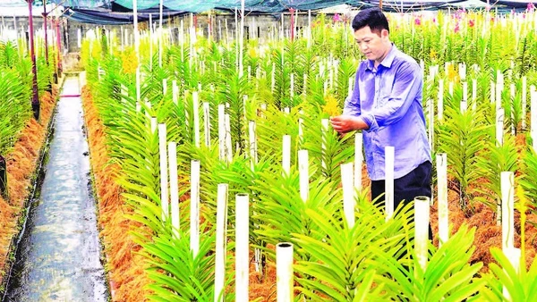 Người nông dân xã Củ Chi đã ứng dụng khoa học kỹ thuật vào ươm trồng và phát triển các loại hoa lan cho hiệu quả kinh tế cao. (Ảnh THẾ ANH)