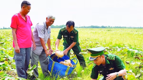 Bộ đội Biên phòng Cà Mau hỗ trợ dân trên ruộng bí đỏ rực vàng ở xã Đá Bạc.