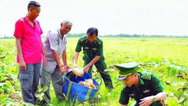 Bộ đội Biên phòng Cà Mau hỗ trợ dân trên ruộng bí đỏ rực vàng ở xã Đá Bạc.