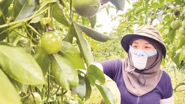 Người dân thu hoạch chanh dây tại vùng nguyên liệu ở phía tây tỉnh Quảng Ngãi.