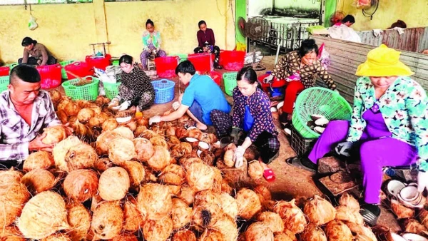 Chế biến các sản phẩm từ dừa tại tỉnh Vĩnh Long đã tạo nhiều việc làm cho lao động nông thôn.