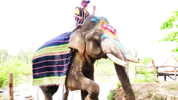 Buôn Đôn, vùng đất nổi tiếng về nghề săn bắt và thuần dưỡng voi rừng một thời.