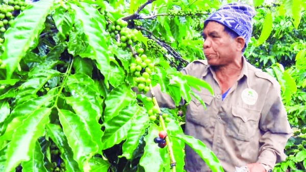 Già làng Điểu Sranh phát triển mô hình sản xuất hiệu quả để đồng bào tin và làm theo.