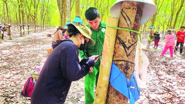 Hướng dẫn kỹ thuật cạo mủ cao su cho các học viên của Công ty TNHH một thành viên cao su Chư Mom Ray.