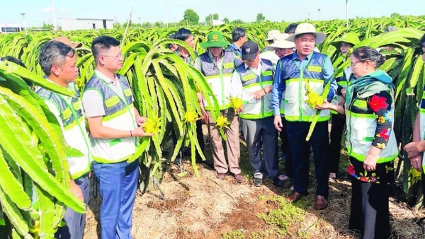 Mô hình khuyến nông hai cấp đi vào hoạt động ổn định sẽ phát huy hiệu quả tích cực trong sản xuất nông nghiệp.